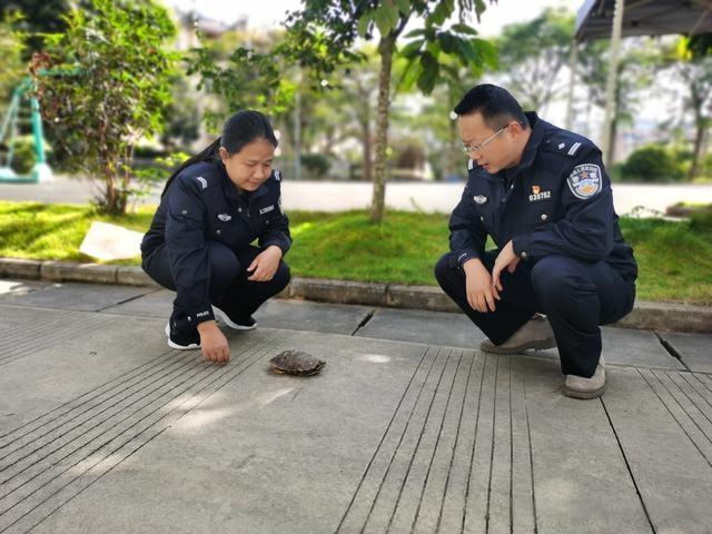 解读梦见蛇和乌龟的意涵