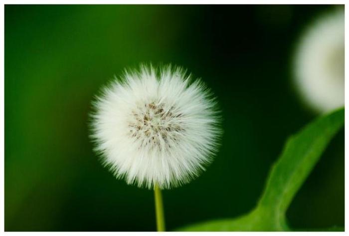 四柱皆有天乙贵人：桃花运锦上添花！