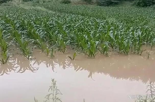 梦中狂暴大雨：预示着什么？