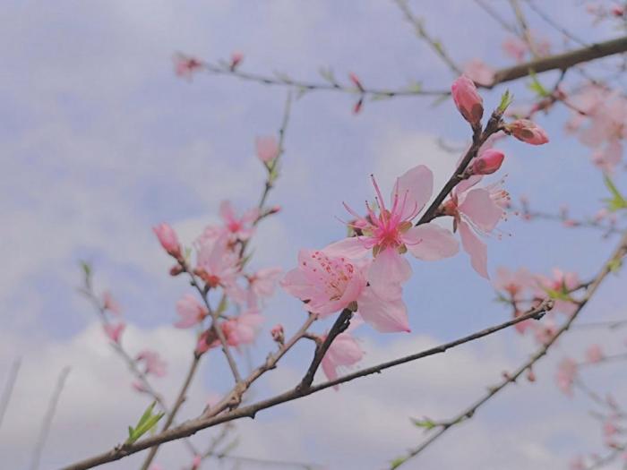 应对烂桃花：坚定拒绝，远离麻烦