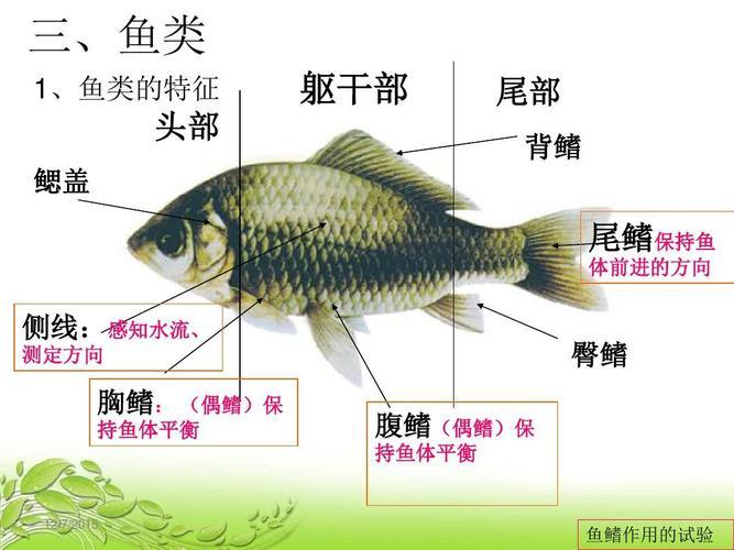 哪些生物属于脊椎动物结构？