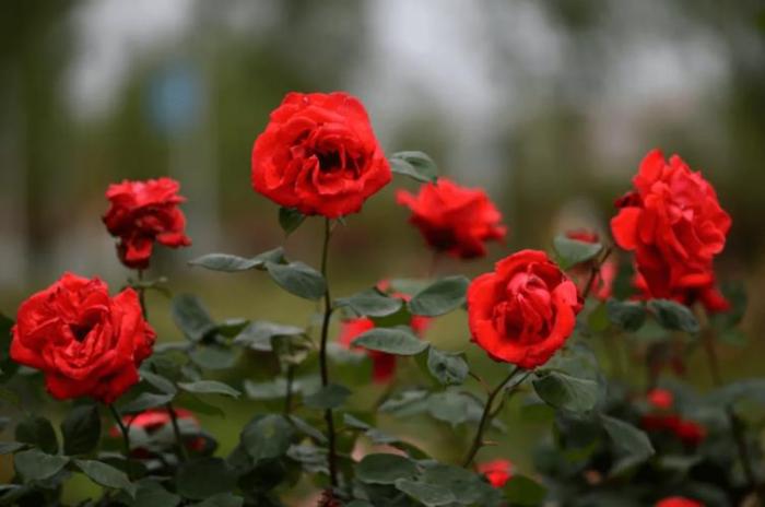 11月2日生日花语：芬芳的红色代表那些最珍贵的品质