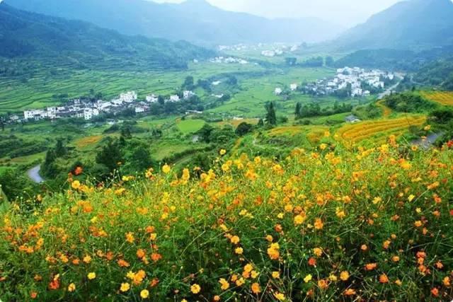 节气料理：喝出秋天的味道，试试这款菊花龙井茶