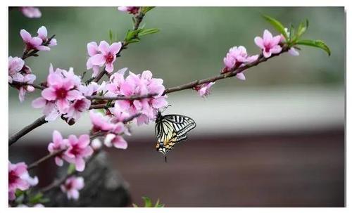 为什么突然桃花运很旺(一个人桃花旺说明什么)